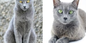 Gato Russian Blue