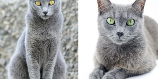Gato Russian Blue