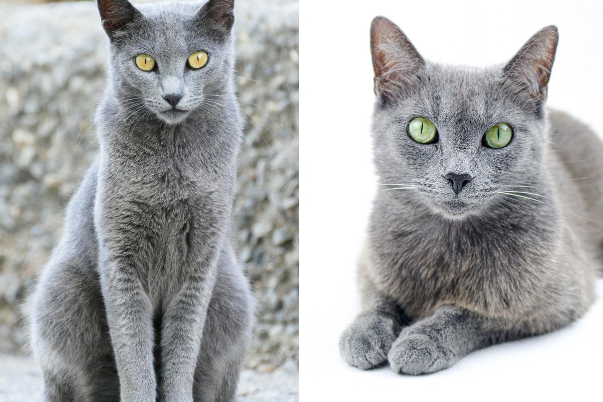Gato Russian Blue