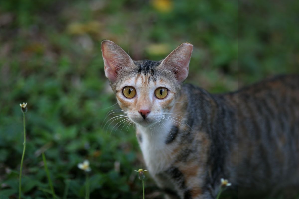 Gato da Raça Singapura