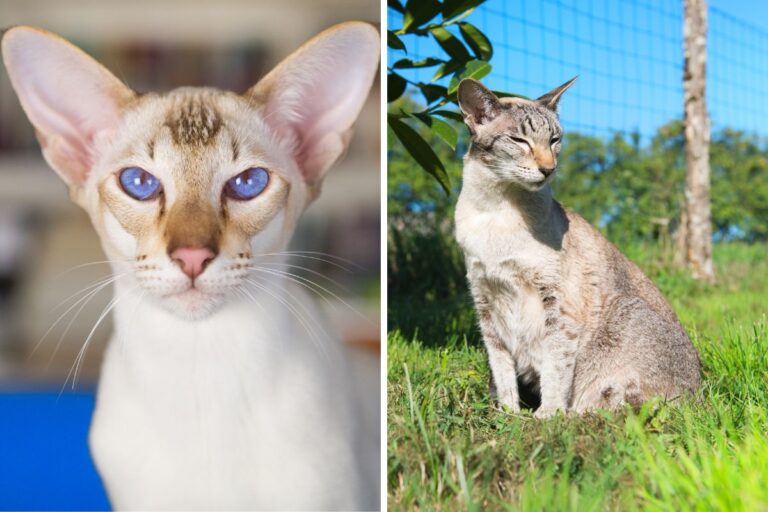 Oriental Shorthair