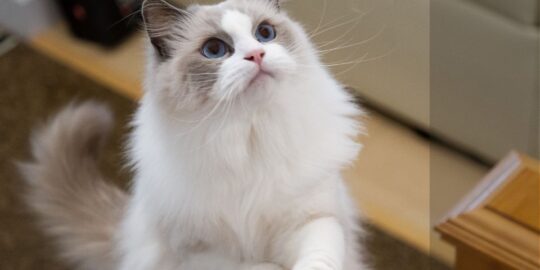 Ragdoll gato