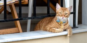 gatos em apartamento