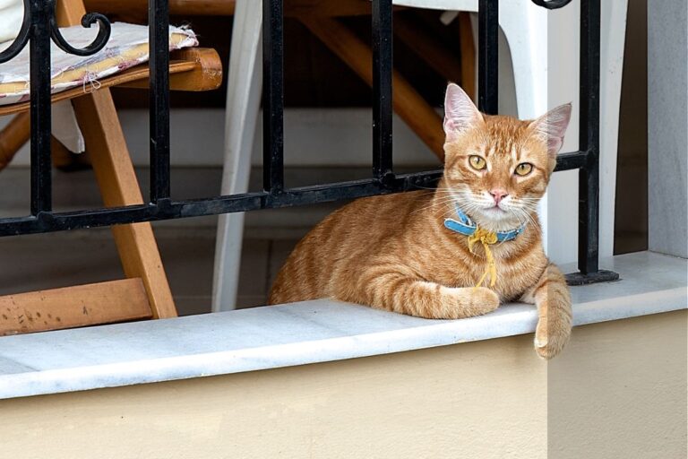 gatos em apartamento