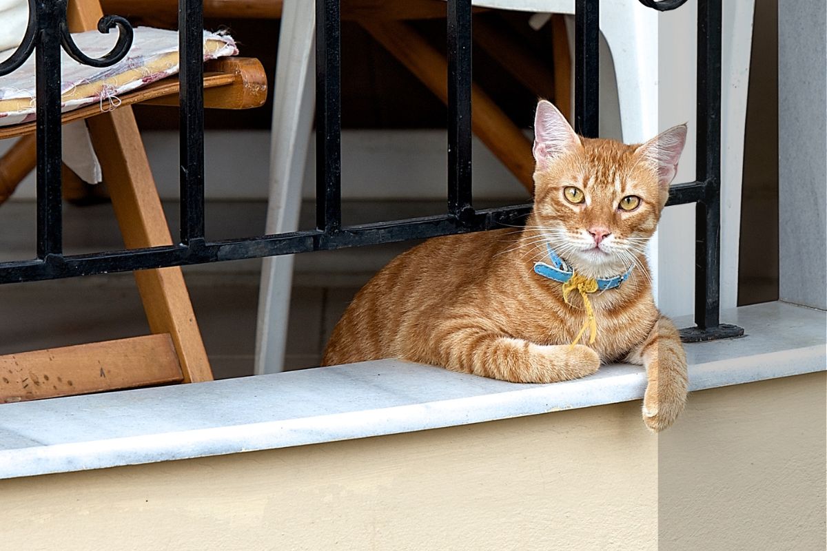 gatos em apartamento